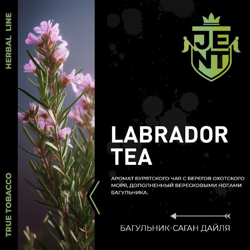 / Labrador Tea | багульник - саган дайля Аромат бурятского чая с берегов Охотског... на Бест Хука !